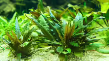 Cryptocoryne beckettii