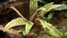 Cryptocoryne cordata