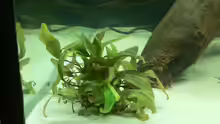 Cryptocoryne cordata