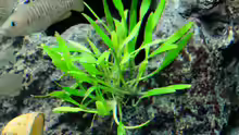 Cryptocoryne lucens