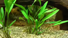 cryptocoryne lucens
