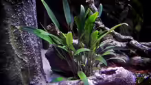 Cryptocoryne lucens