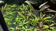 Cryptocoryne lutea