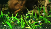Cryptocoryne parva+Cryptocoryne petchii ´Pink´