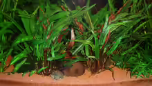 Cryptocoryne Petchii (Petchs Wasserkelch) 20.12.09