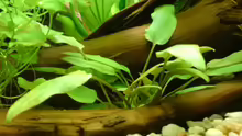 Cryptocoryne Petchii