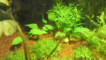 Cryptocoryne pontederifolia