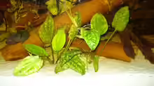 Cryptocoryne pontederifolia