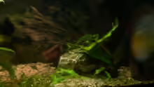 Cryptocoryne walkeri