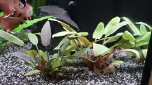 Cryptocoryne walkeri