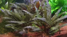 Cryptocoryne walkerii