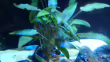 Cryptocoryne wendti  