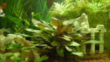 Cryptocoryne wendtii brown