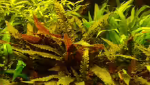 Cryptocoryne wendtii ´rot´