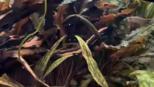 Cryptocoryne cordata