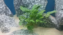 Cryptocoryne wendtii