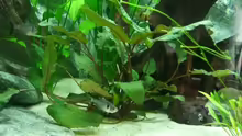Cryptocoryne wendtii