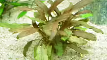 Cryptocoryne wendtii