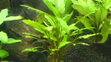 Cryptocoryne wendtii