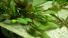 cryptocoryne wentii 