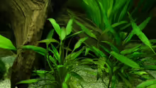 Cryptocoryne x willisii 30.12.12