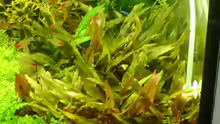 Cryptocoryne