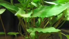 Cryptocoryne