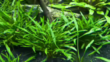 Cryptocoryne