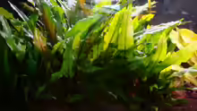Cryptocoryne