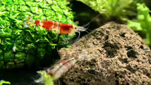 Caridina cantonensis Crystal Red