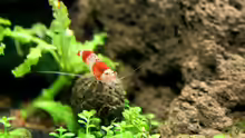 Caridina cantonensis Crystal Red