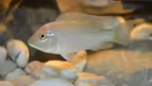Ctenochromis Polli F1 male