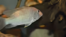 Ctenochromis Polli F1
