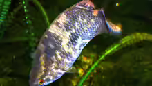 Ctenopoma