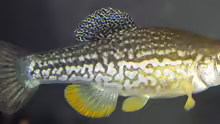 Cualac tessellatus