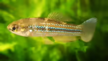 Cubanichthys cubensis
