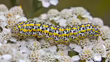 Cucullia tanaceti