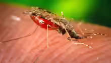 Culicidae