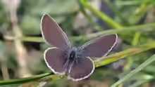 Cupido minimus