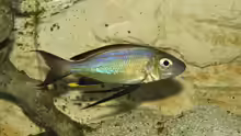 Cyathopharynx foae
