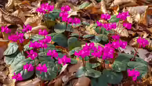 Cyclamen coum