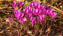 Cyclamen hederifolium