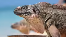 Cyclura cychlura inornata