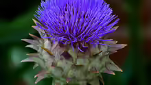 Cynara cardunculus var. altilis