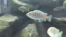 Cynotilapia Afra Cobue Edwardi Bock