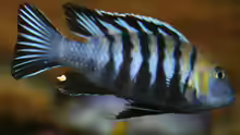Cynotilapia afra Cobue male