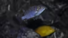 Cynotilapia afra Cobue