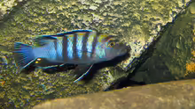 Cynotilapia zebroides