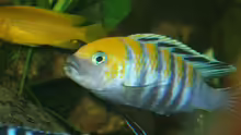 Cynotilapia afra Portrait