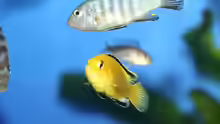 Cynotilapia afra Weibchen und Labidochromis caeruleus yello